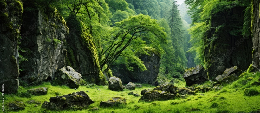 In the lush forest, thick green grass and towering trees created a picturesque landscape, while the old and weathered wood textures added a sense of history and natural beauty to the environment. The In the lush forest, thick green grass and towering trees created a picturesque landscape, while the old and weathered wood textures added a sense of history and natural beauty to the environment. The