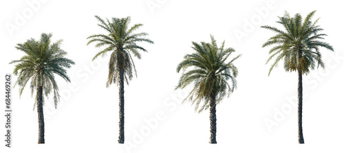 Phoenix dactylifera date palm frontal medium and small isolated png on a transparent background perfectly cutout photo