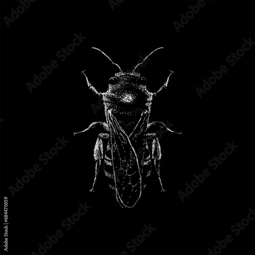 Ivy Bee hand drawing vector isolated on black background.