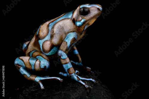 Metallic dart frog (Dendrobates auratus) 