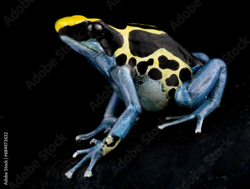 Dyeing poison dart frog (Dendrobates tinctorius) 