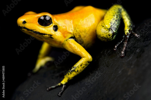 Golden poison frog (Phyllobates terribilis), Colombia