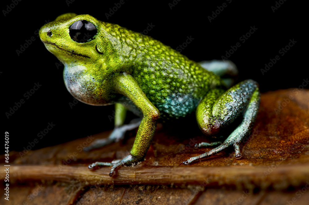 Obraz premium Granular poison arrow frog (Oophaga granulifera) Quepos, Costa Rica