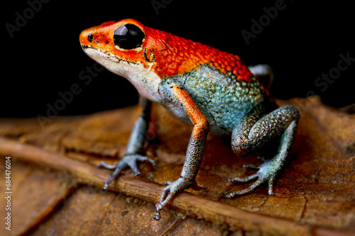 Granular poison arrow frog (Oophaga granulifera) Costa Rica