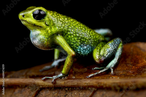Granular poison arrow frog (Oophaga granulifera) Quepos, Costa Rica