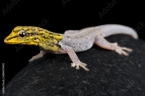 Painted dwarf gecko (Lygodactylus picturatus)