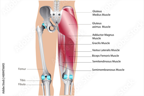 leg-anatomy photo
