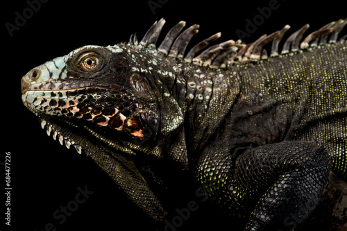 Saba black iguana  Iguana melanoderma 