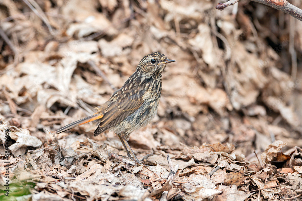 Bluethroat, Luscinia svecica, Cyanecula svecica. In the morning the chick sits on the ground..
