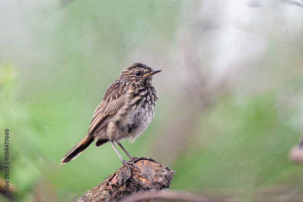 Bluethroat, Luscinia svecica, Cyanecula svecica. Fledgling sitting on a branch Bluethroat, Luscinia svecica, Cyanecula svecica. Fledgling sitting on a branch