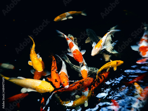 Colorful schools of koi and goldfish in the ornamental fish pond