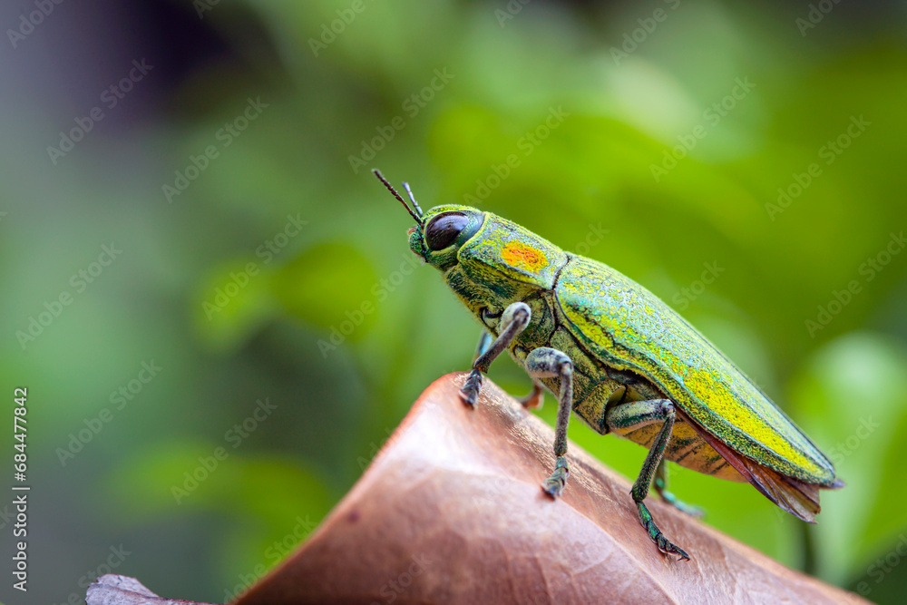 Fototapeta premium Buprestidae is a family of beetles known as jewel beetles or metallic wood-boring beetles because of their glossy iridescent colors