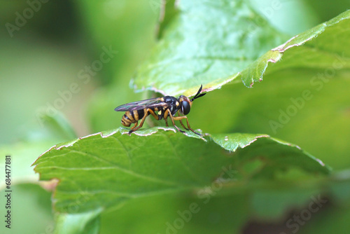 Closeup of a female Thick-headed fly Leopoldius brevirostris. Family Thick-headed flies, Conopid flies (Conopidae). Female. In a berry bush. Dutch garden July, summer. © Thijs de Graaf