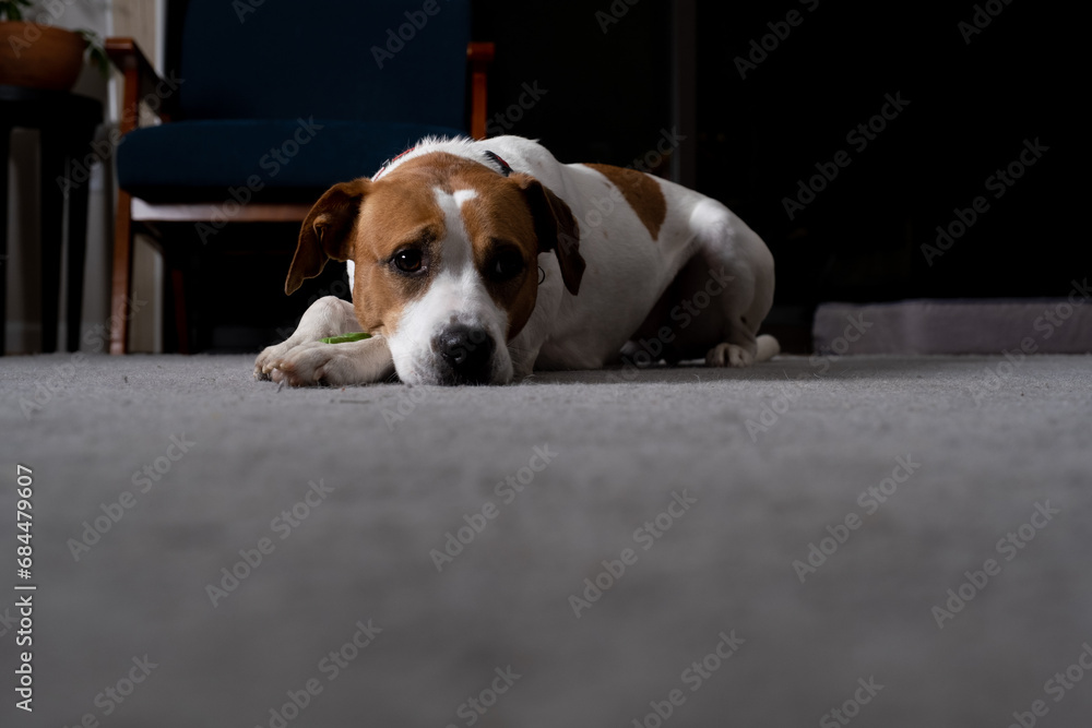 Dog laying with toy on gray rug in living room.