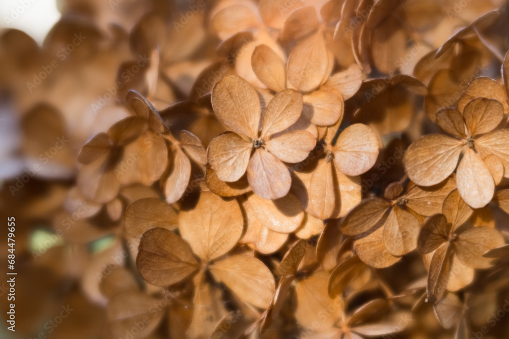 Closeup / macro of dried brown hydrangea petals.