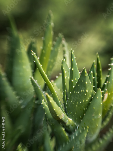 Closeup / macro of spiky green succulent plant.