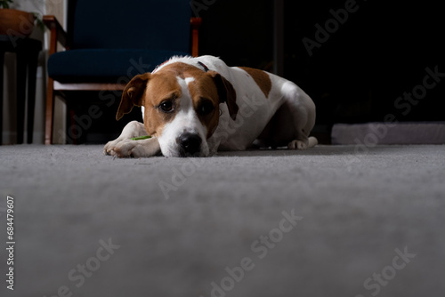 Dog laying with toy on gray rug in living room.