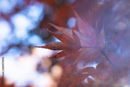 Closeup   macro of vibrant fall leaves.