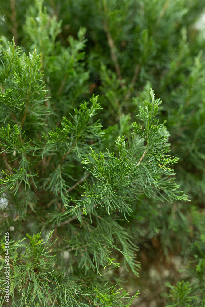 close up of juniper plant close up of juniper plant