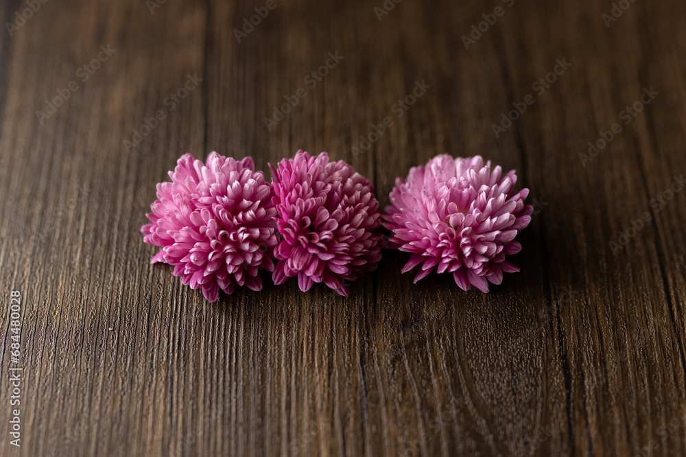 close-up of three violet mums against wooden backdrop close-up of three violet mums against wooden backdrop