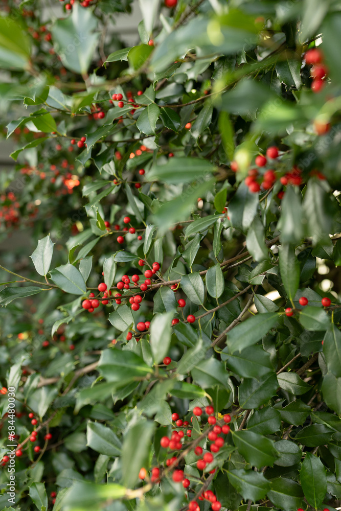 close-up of holly in a holly bush close-up of holly in a holly bush