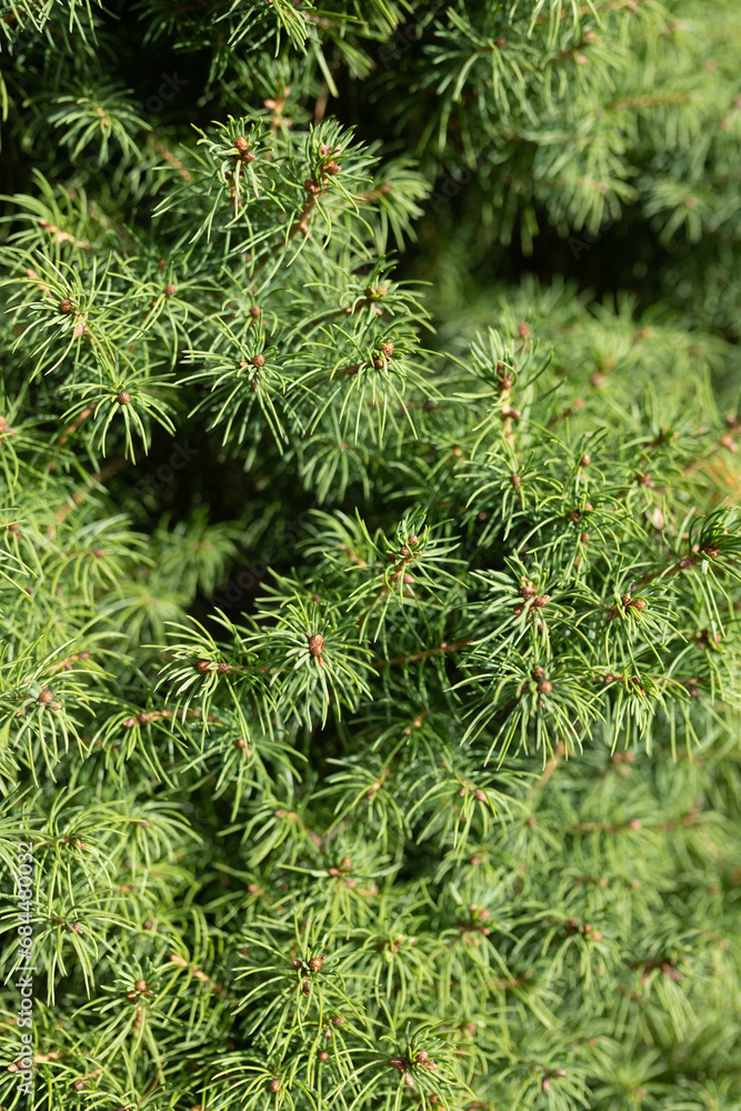 close up of pine tree branches close up of pine tree branches