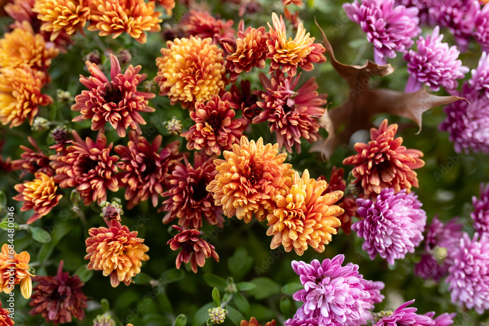 close-up of red, orange, and purple mums against green leaves