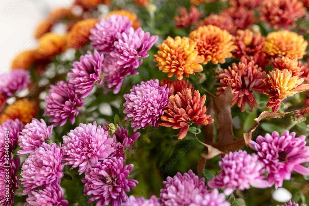 close-up of orange and purple mums against a blurred background close-up of orange and purple mums against a blurred background