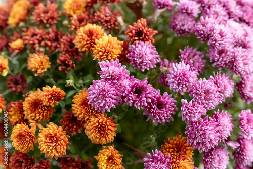 close-up of orange and purple mums outside © Cavan