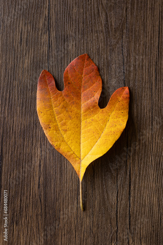 yellow and orange sassafras leaf against a wood background photo