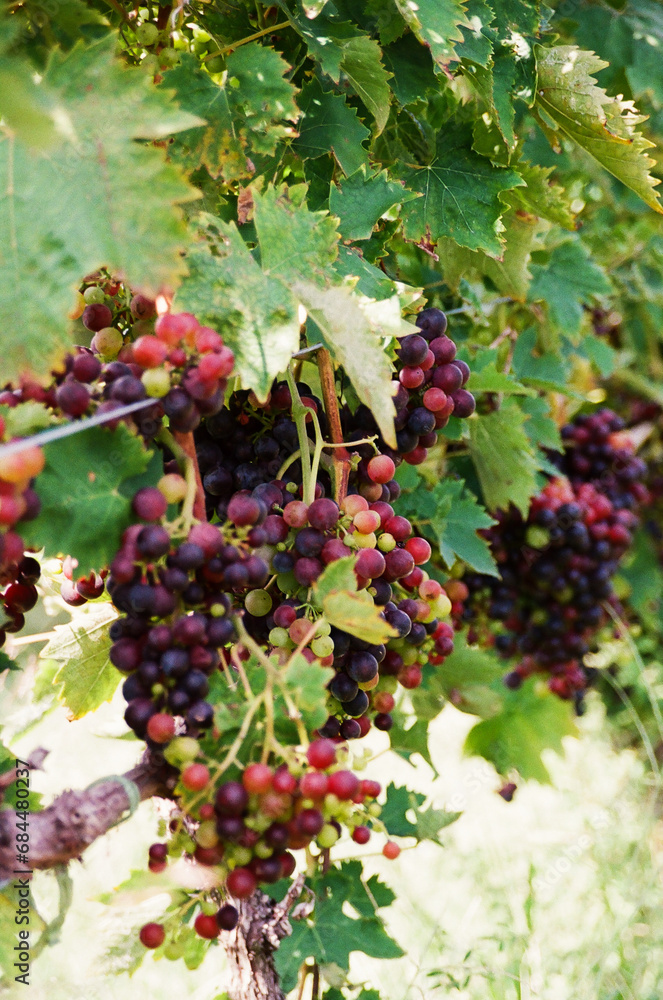 Grapes growing on the vines at a vineyard Grapes growing on the vines at a vineyard