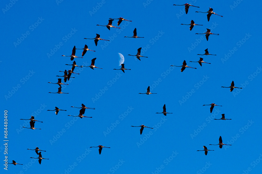 Flock of flamingos flying with the moon behind.