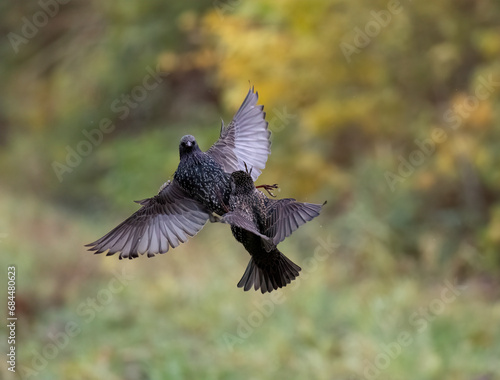 Star (Sturnus vulgaris)