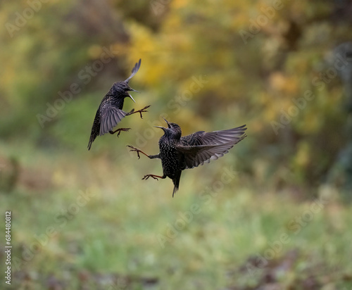 Star (Sturnus vulgaris)