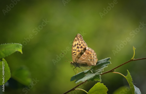 butterfly on a flower