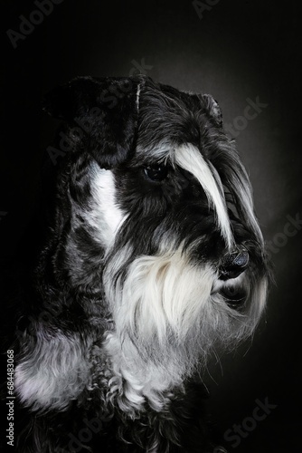 portrait of miniature schnauzer dog 