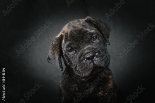 portrait of a puppy bullmastiff