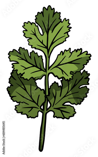 Hand drawn herbs leaves Green leaf collection Summer palm leaf. Graphic Vector illustration. Cilantro.