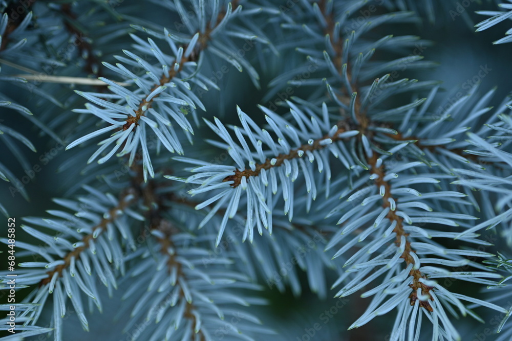 background of blue Christmas tree branches, blue branches of a Christmas tree close-up,  short needles of a coniferous tree close-up on a green background, texture of needles of a Christmas tree close