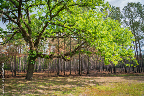 The Forest Woodlands at Moores Creek National Battlefield, NPS Site