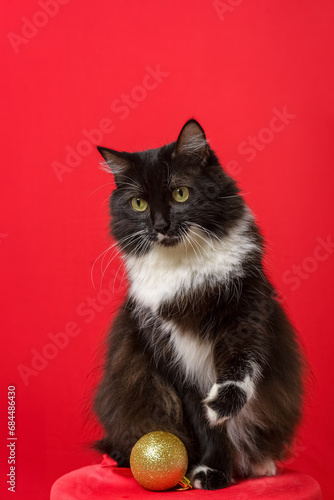 Portrait of black and white kitten with Christmas spheres. Red background.