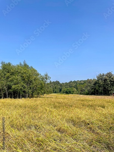 Ripe rice field.this photo was taken from Chittagong Bangladesh.
