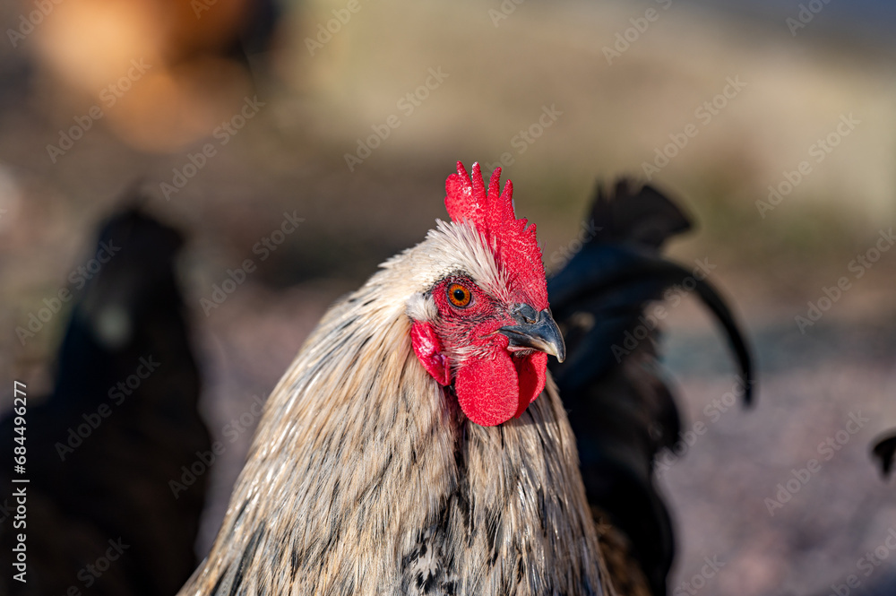 Closeup of powerful Hedemora rooster with big red cockscomb