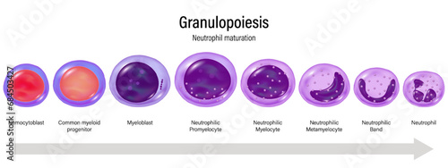 Stages of Granulopoiesis vector. Neutrophil maturation. Hemocytoblast, myeloid progenitor, Myeloblast, Promyelocyte, Myelocyte, Metamylocyte, N.Band and Neutrophil. photo