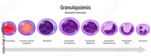 Stages of Granulopoiesis vector. Neutrophil maturation. Hemocytoblast, myeloid progenitor, Myeloblast, Promyelocyte, Myelocyte, Metamylocyte, N.Band and Neutrophil.