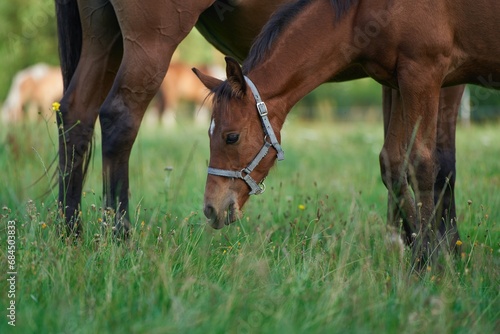 Thoroughbred horses walking in a field. Horses on the farm. Agritourism and hippotherapy.