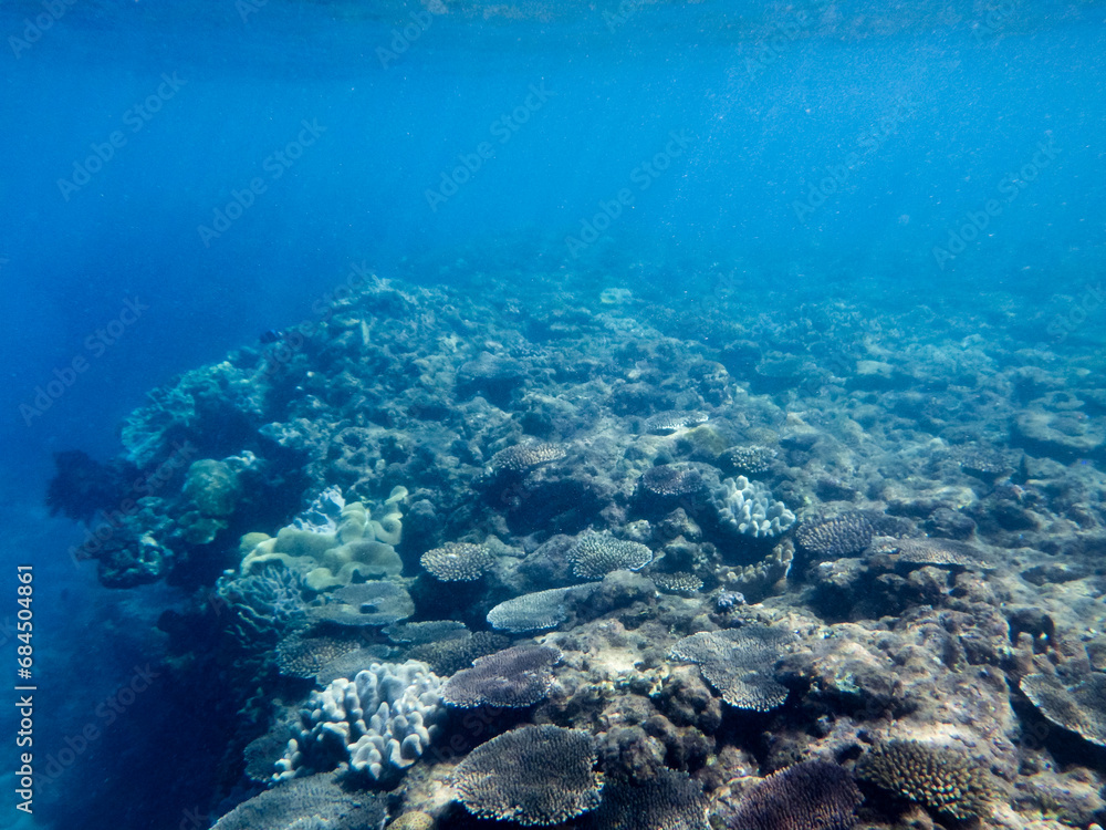 Fototapeta premium 沖縄の海