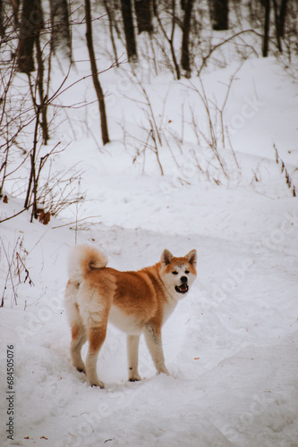 Akita Inu in the forest on a walk in winter