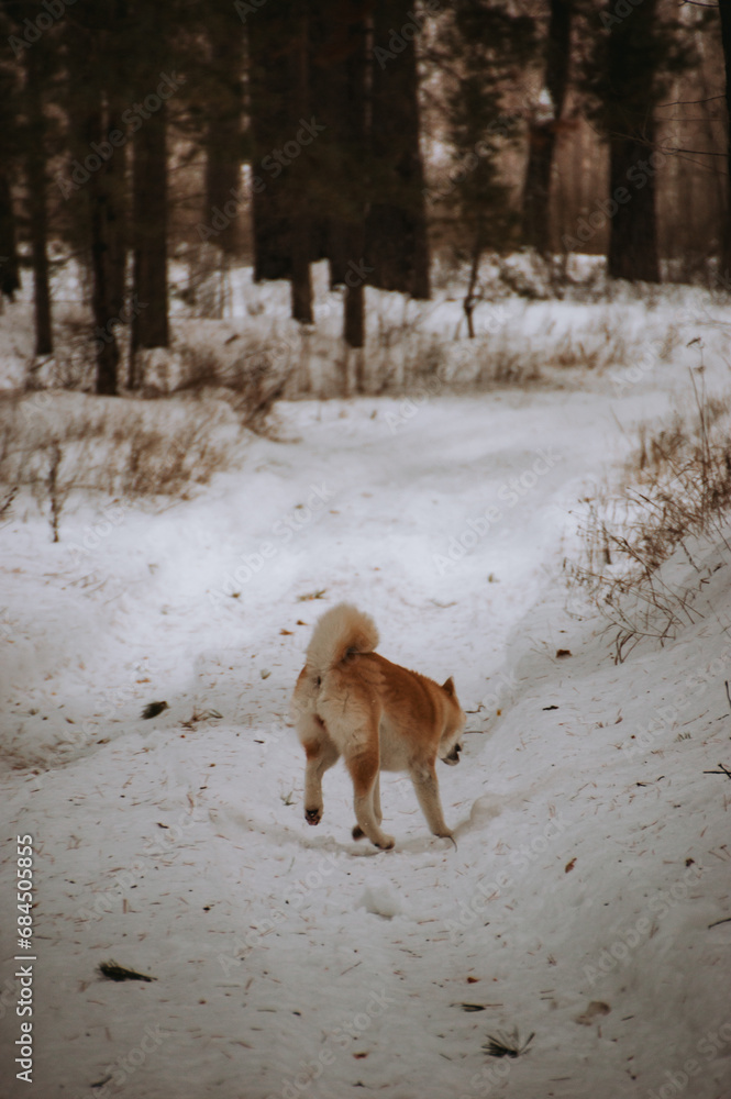 Akita Inu in the forest on a walk in winter Akita Inu in the forest on a walk in winter