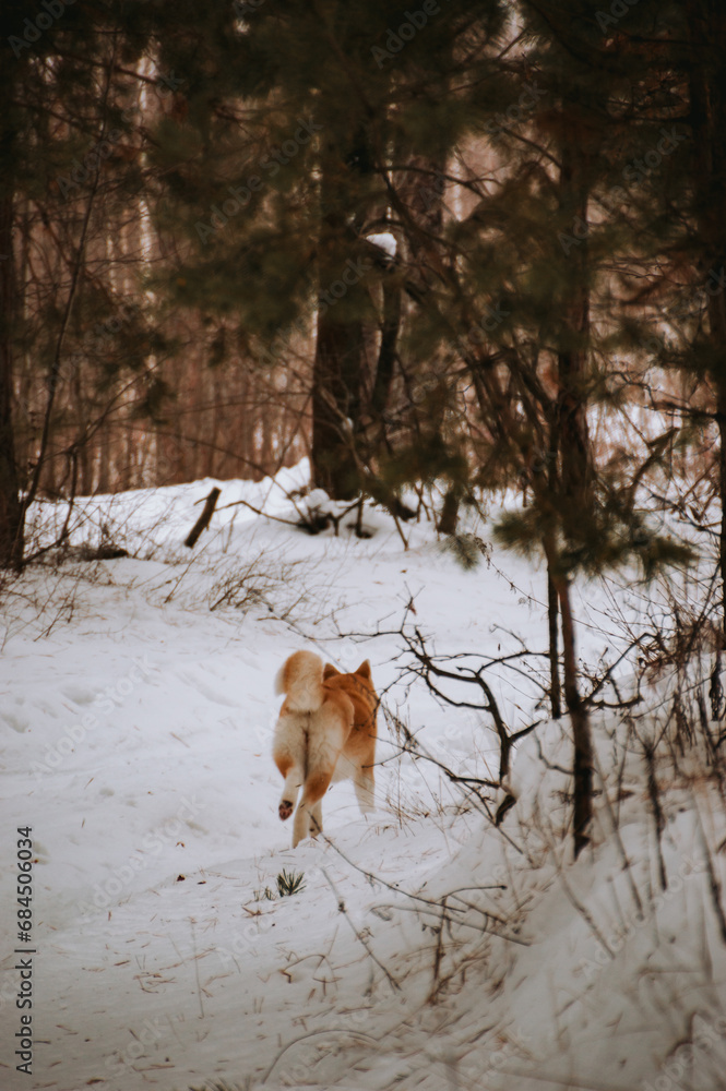 Akita Inu in the forest on a walk in winter Akita Inu in the forest on a walk in winter
